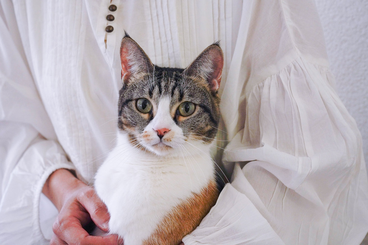 What temperature is too hot for cats? 7 tips to keep cats cool Antinol Vetz Petz Antinol UK