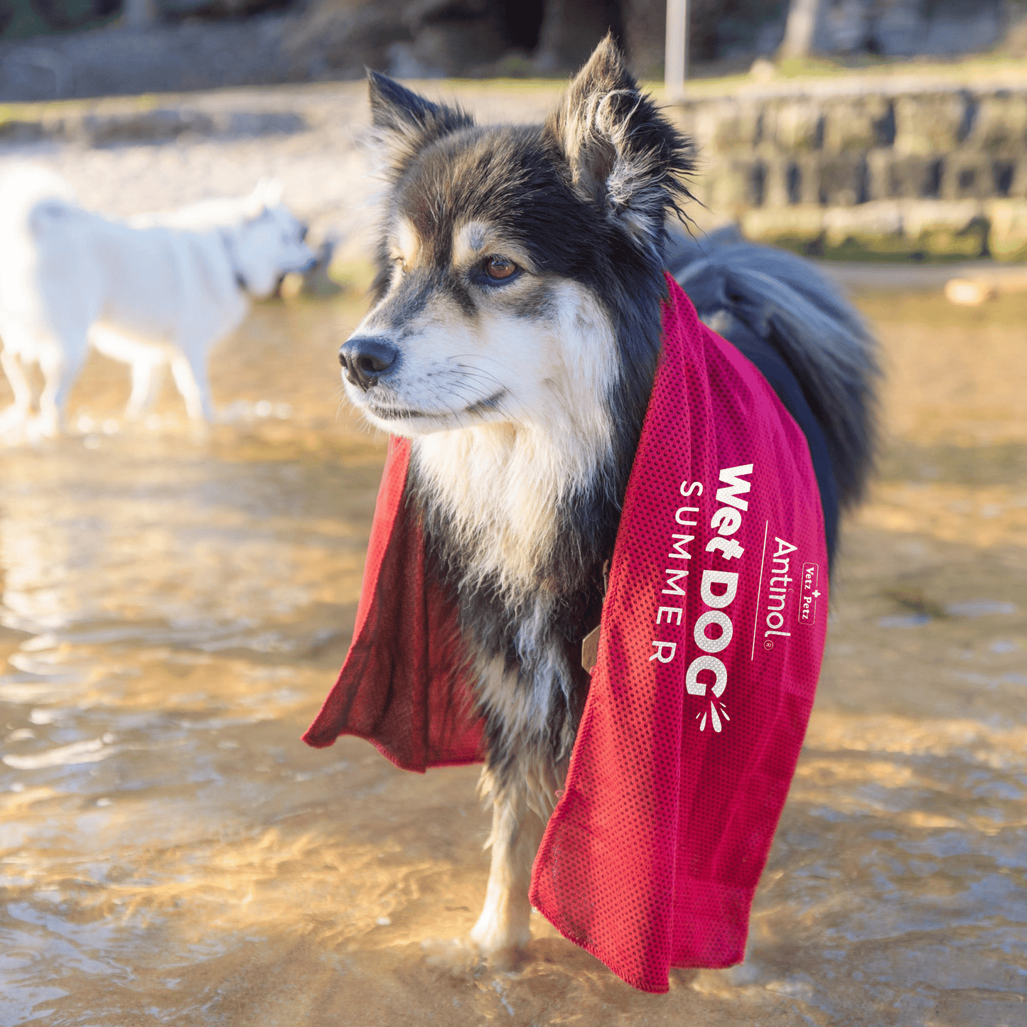 Wet Dog Chamois