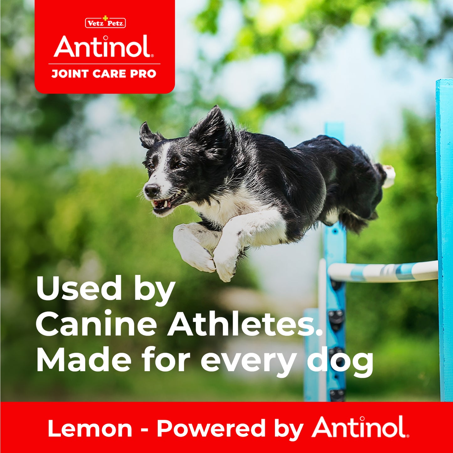 Antinol<sup>®</sup> Starter Kit Large Dog LDSPHB
