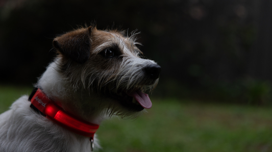 Is Your Dog Slowing Down This Winter? Here's What to Watch For