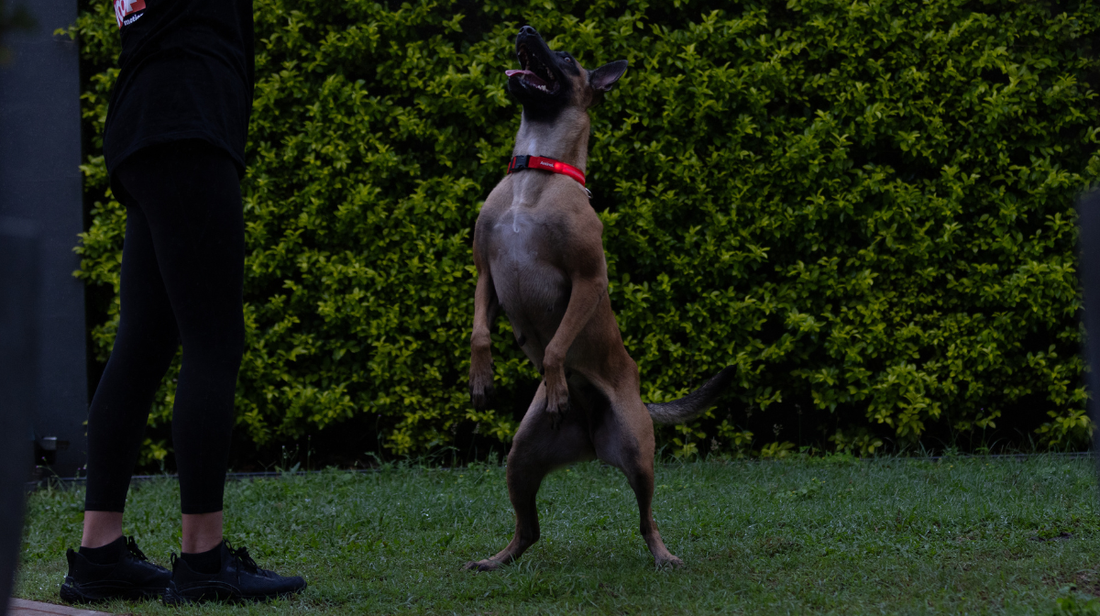 The Joint Health Checklist for Winter-Ready Dogs