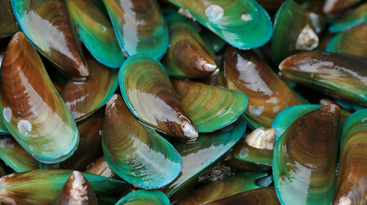 The Science Behind Green-Lipped Mussel - Understanding Supplements And How To Choose Them For Your Pet