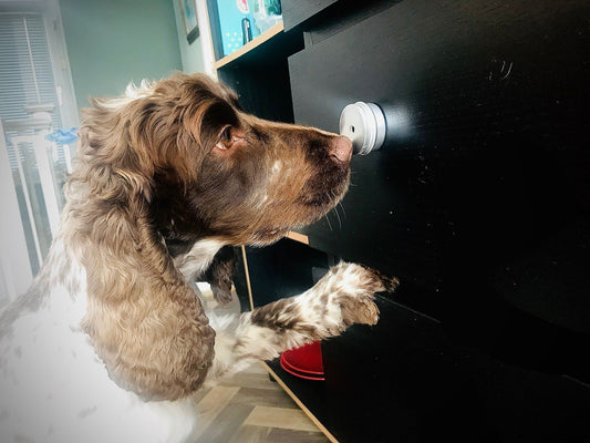 Cocker Spaniel dog sniffing a scent tin during a scentwork competition