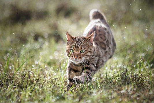 Intriguing Parallels and Fierce Differences: Domestic Cats vs. Big Cats