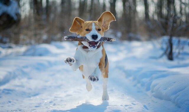 Canine joint health & cold weather | Does your dog need mobility support in winter?