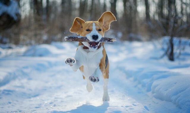 Does cold weather affect your dog's joints?