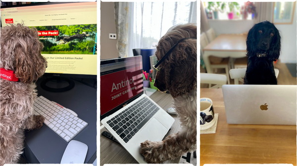 Happy Bring Your Dog to Work Day – Meet the Dogs Behind the Desks at Antinol<sup>®</sup> UK!