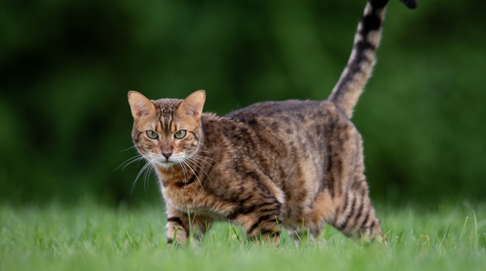 Antifreeze Poisoning in Cats: The Poison Season Starts Now
