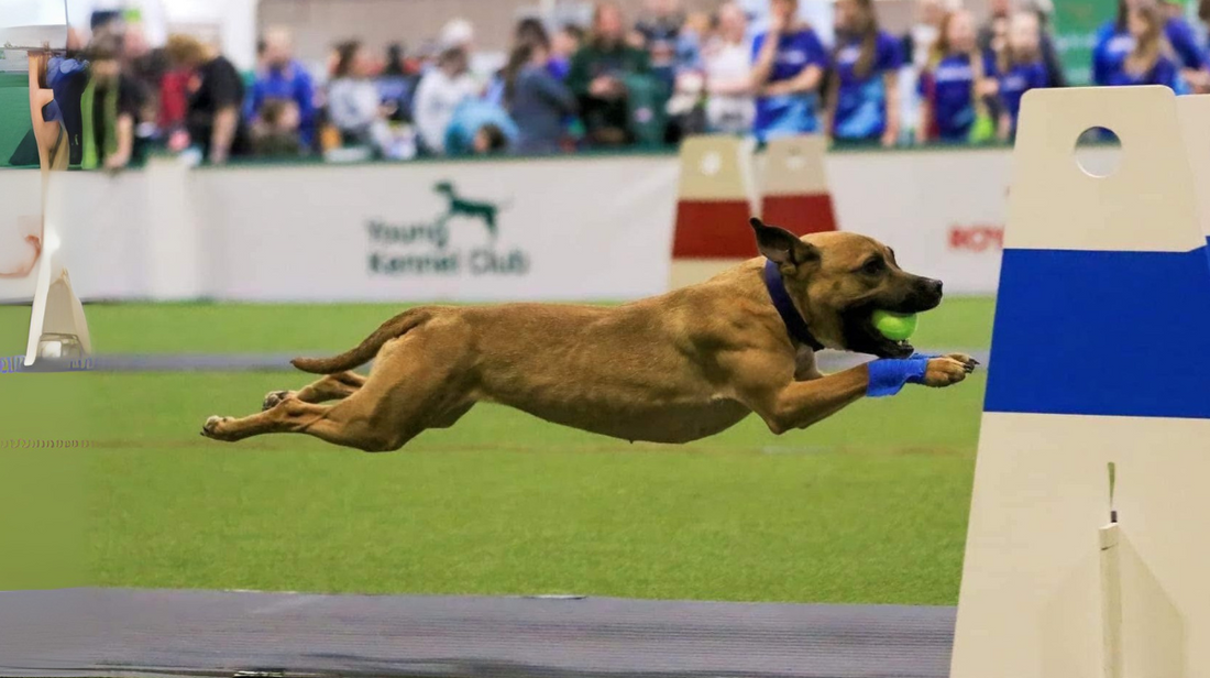 Best flyball dog breeds running at a flyball competition 
