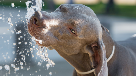 Hot Weather Hydration - Nutritional Support For Your Dog’s Diet In Hot Weather (Or When They Need Perking Up!)