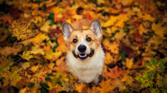 5 Things To Do With Your Dog This Autumn