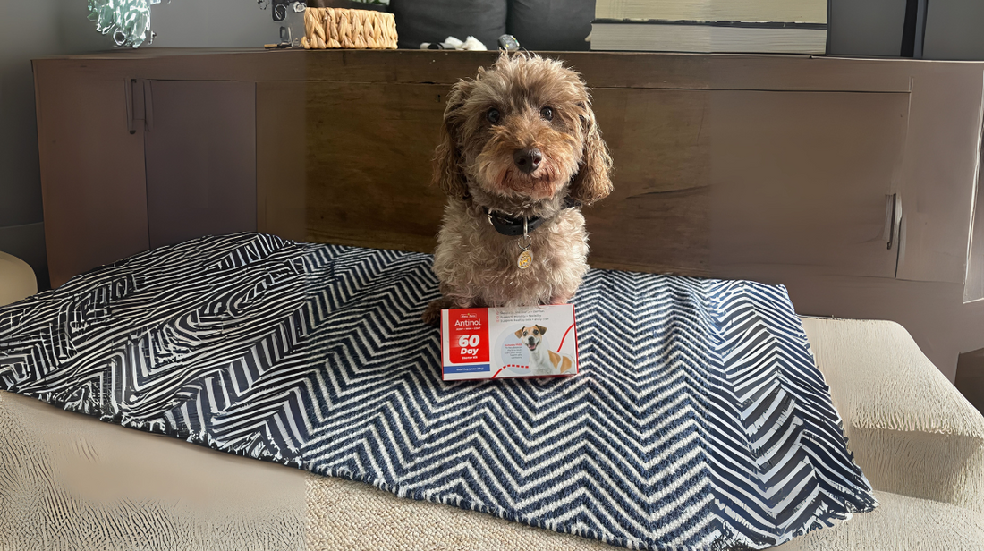 Why Antinol<sup>®</sup> Stands Out: A Unique Joint Supplement for Dogs and Cats