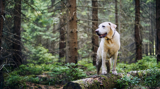 Ticks on dogs in autumn