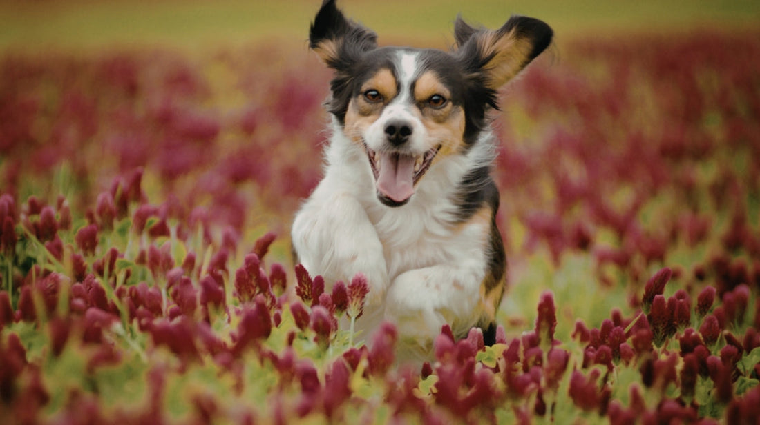 Mental Health Awareness Week: How Exercise Impacts Mood for you and your dog - 5 joint-friendly exercises
