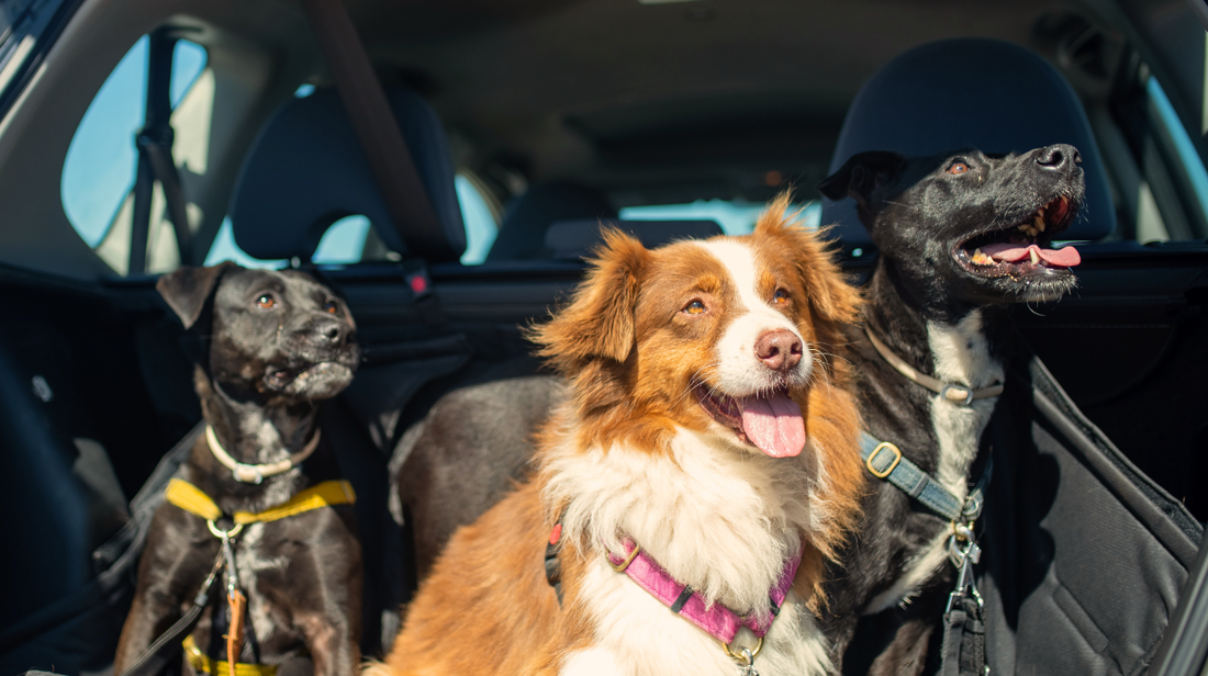 Road-trip ready! How to travel in the car with your dog | Antinol<sup>®</sup>  UK