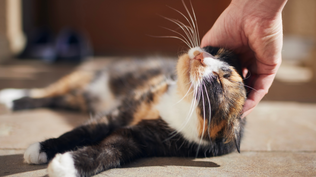 What Your Cat’s Body Language Is Trying to Tell You – Is Your Cat Angry or Uncomfortable?