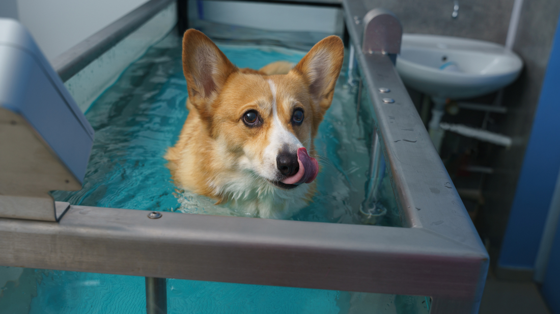 Canine Hydrotherapy: What is it, and how does it help my dog?