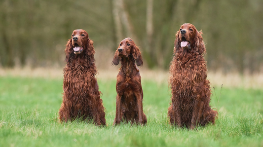 Proactive Wellness: How Early Support Helps Pets Keep Active, Agile And Full Of Life