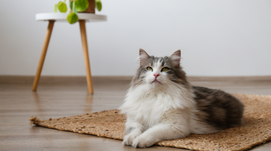 Cat joint health