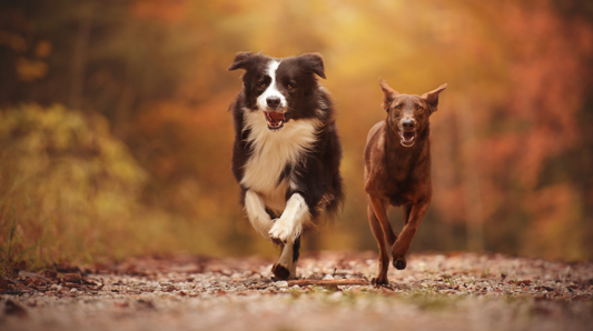 The Clocks Go Back on 25 October: What Actually Changes for Your Dog