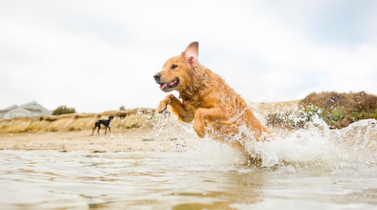 Planning dog-friendly bank holiday adventures that are kind to your dog’s joints