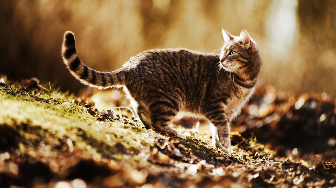Cat resting at home, showing early signs of stiff legs and joint stiffness