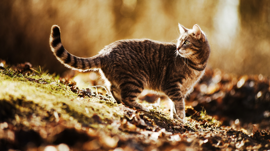 Cat resting at home, showing early signs of stiff legs and joint stiffness