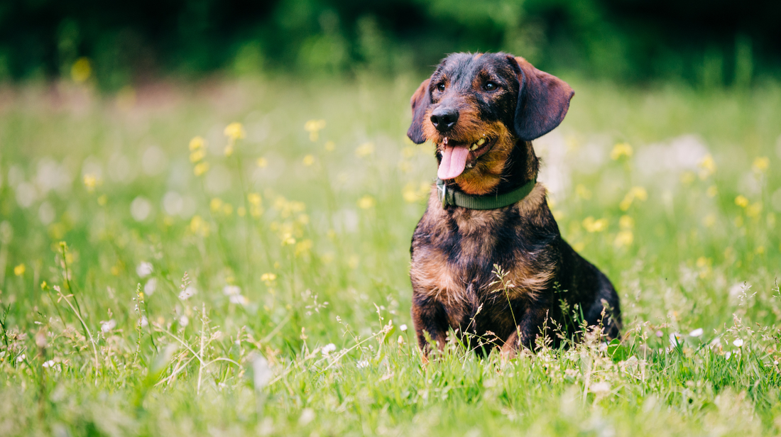 Dog performing mobility exercises outdoors with owner