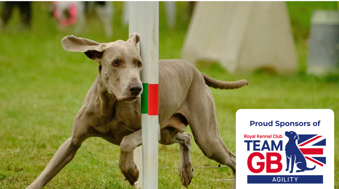 Celebrating Agility Team GB – We’re Cheering You All the Way!
