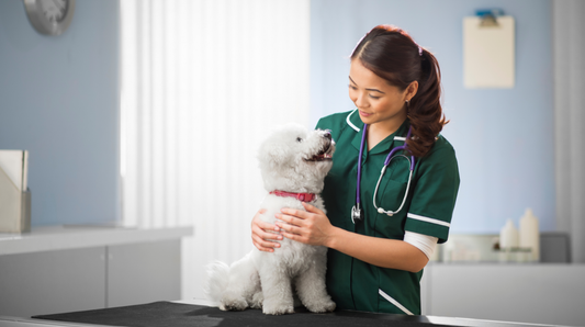 Vet Nursing Awareness Month - What Registered Veterinary Nurses Want You To Know About Your Pet's Joint Health