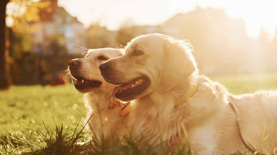 Keep Your Dog Cool in Hot Weather: Staying Safe With Your Dog During a UK Heatwave