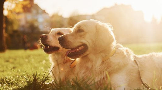 Keep Your Dog Cool in Hot Weather: Staying Safe With Your Dog During a UK Heatwave