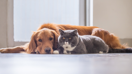 Is My Pet Stiff? The Behaviour Changes That Signal Joint Discomfort