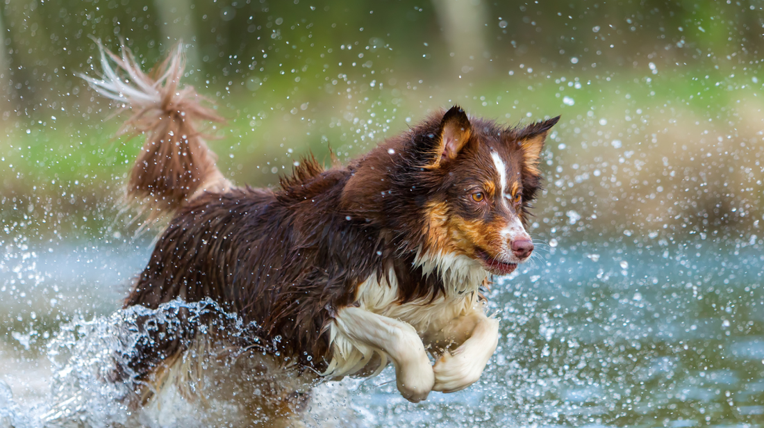 Blue-Green Algae and Dogs
