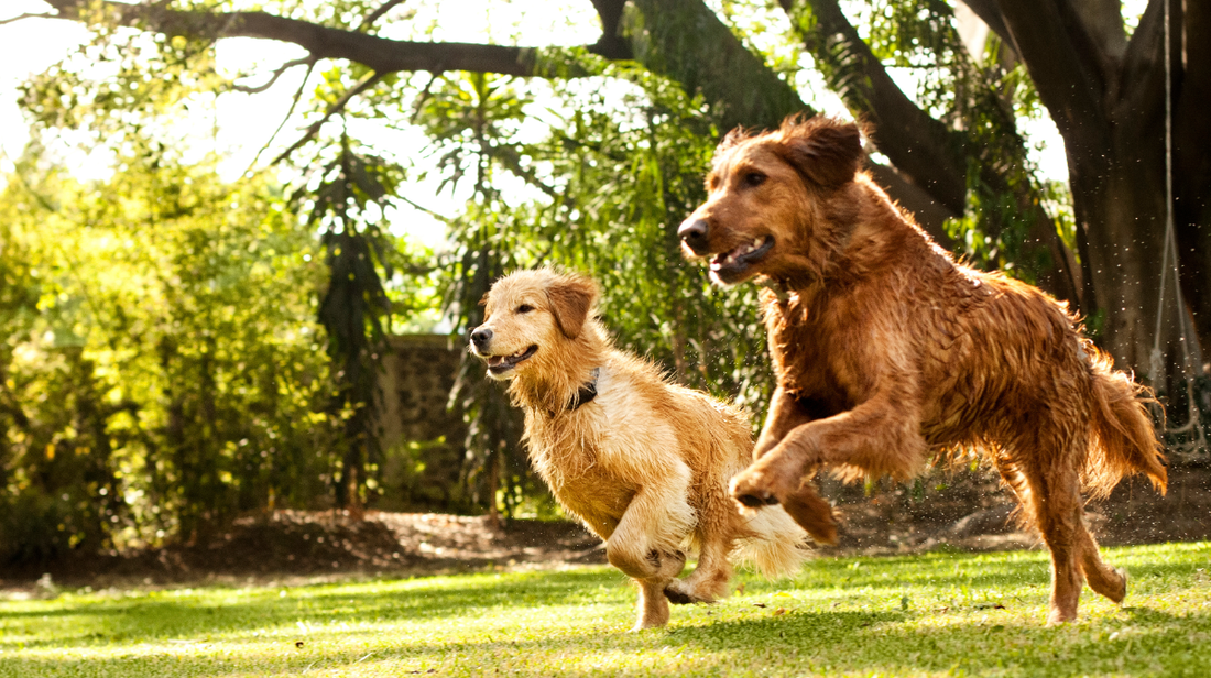 Successful Dog Joint Management Demands a Multimodal Plan