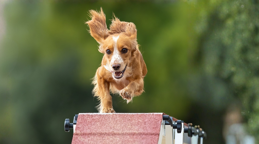 Sporting dogs