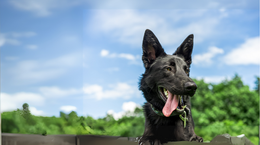 Have a Fun Packed Summer With your Dog…and Antinol<sup>®</sup> Joint Care Pro