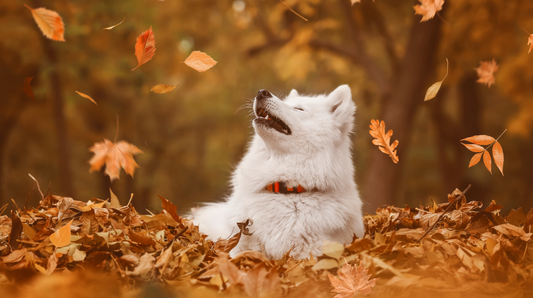 Halloween Dog Treats and Safety Tips: Your Howl-O-Ween Guide