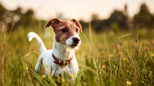 Best exercise routine for dogs - Building sustainable mobility habits for your dog