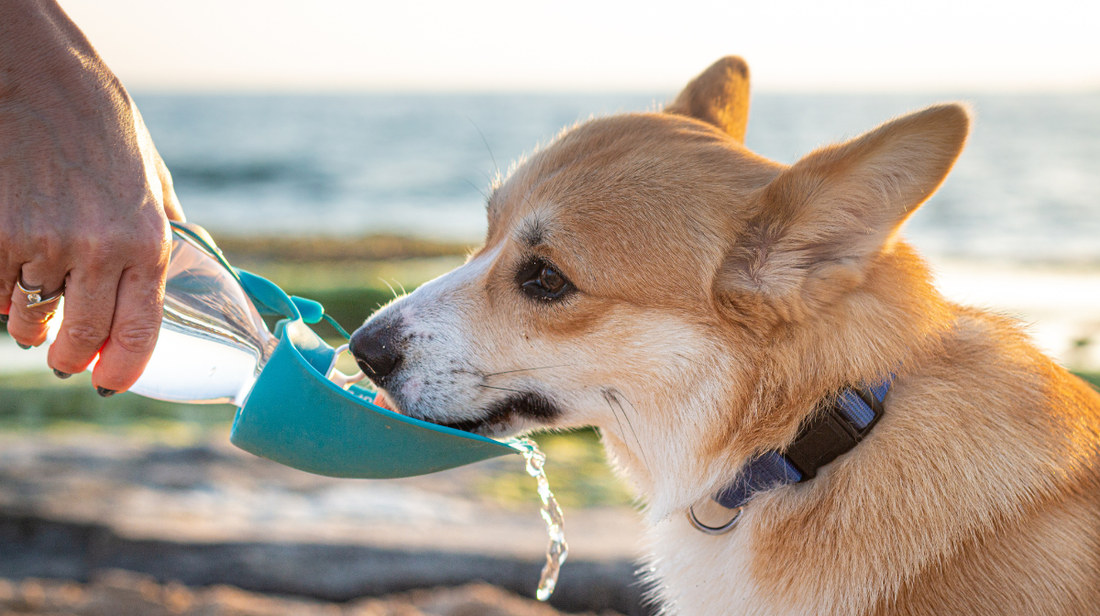 Dog drinking water from a bowl on a hot day    