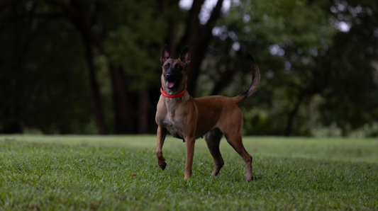 Keep Them Moving: Why Winter Walks Matter for Your Dog’s Joint Health