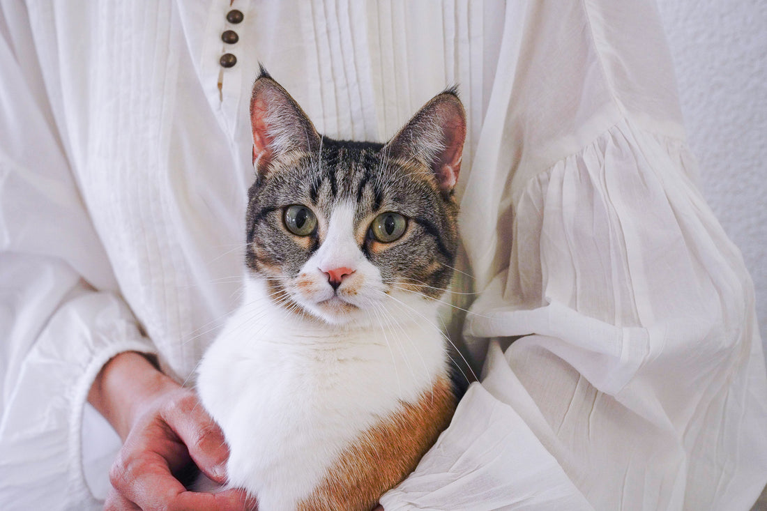 What temperature is too hot for cats? 7 tips to keep your cat cool – Vetz Petz Antinol UK