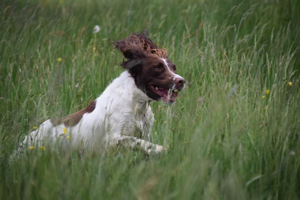 How much exercise does my dog need?