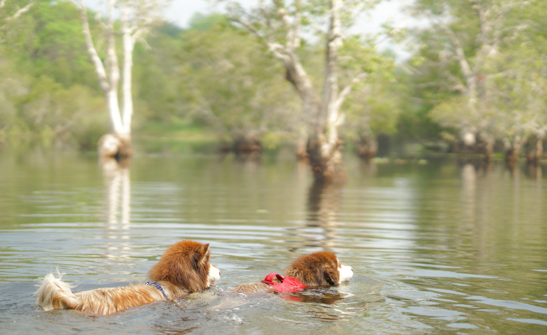 Summer Safety Tips for Dogs: Expert Advice from a Veterinary Rehab Specialist
