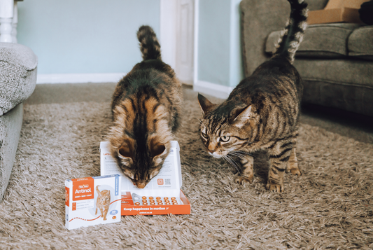 How to make supplements tasty for cats With Chloe White RVN