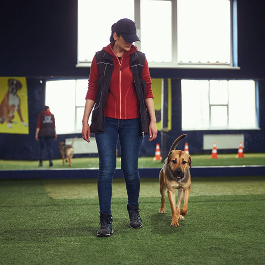 Dog and handler training for the canine sport Rally Obedience
