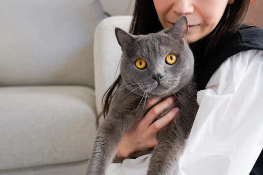 Senior cat resting, illustrating senior cat joint health 