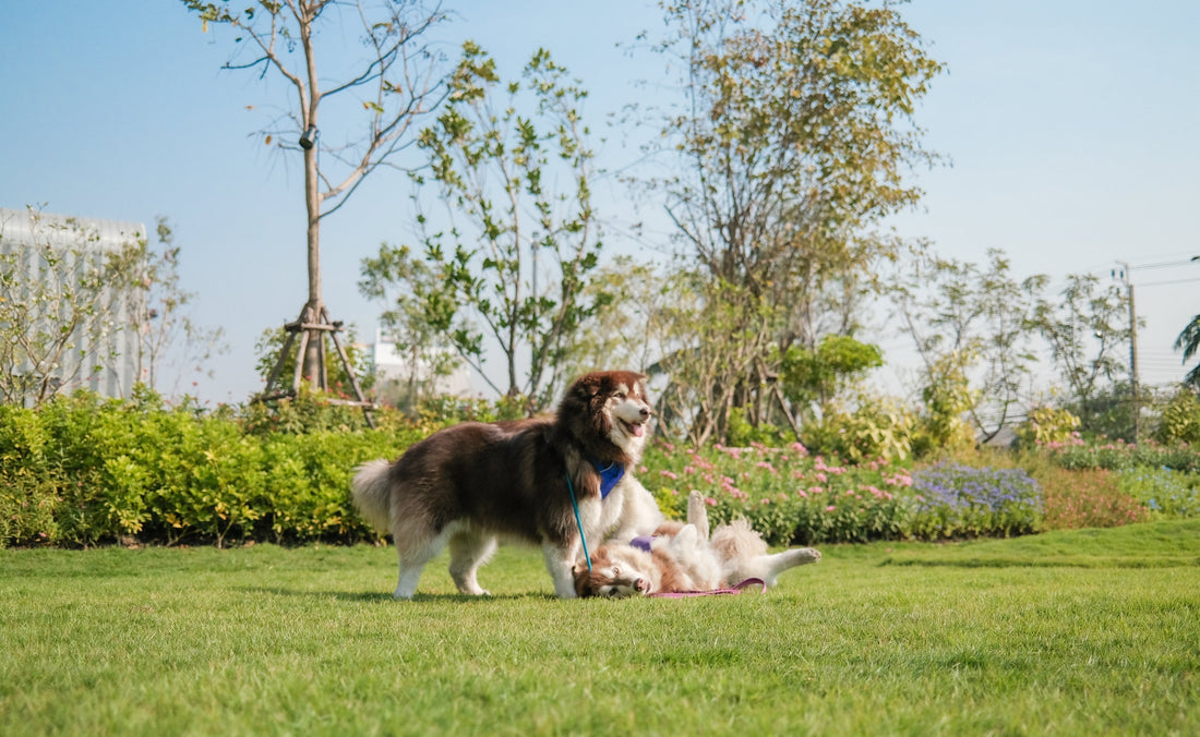 Dog being walked safely in hot summer weather