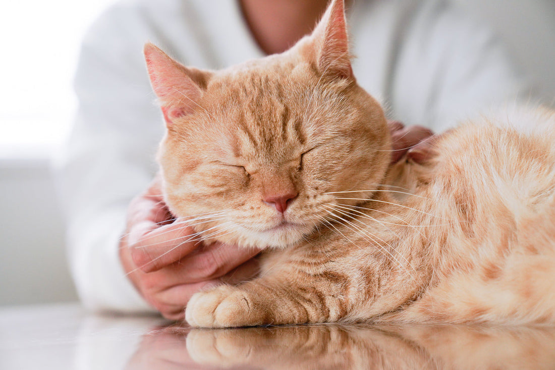 Chatting with Alex @thecatnurse_rvn about cat welfare