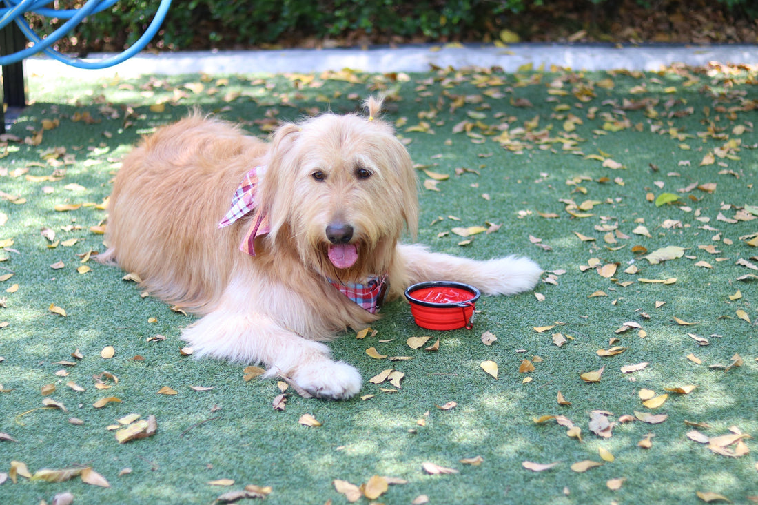 How to Keep Your Dog Cool in Summer: Tips for Inside, Outside and on Walks